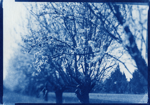 cyanotype cersier Gard_72.jpg - CYANOTYPE